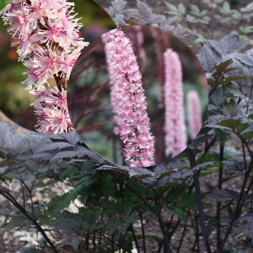 Cimicifuga simplex 'Pink Spike' - Liht-lursslill 'Pink Spike' P9/0,55L 